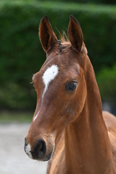 Ambor van de To-Jo-Pe Hoeve Z Ambor van de To-Jo-Pe Hoeve Z