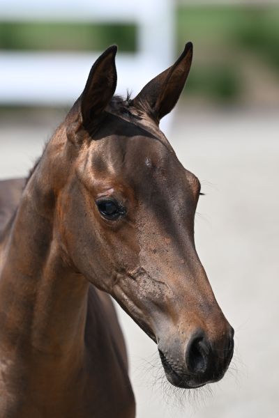 Jara VD Holsteinerhoeve Z Jara VD Holsteinerhoeve Z