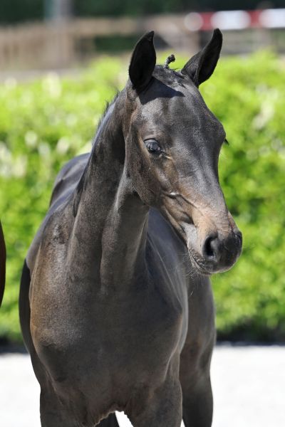 Dia Bella Courtier Z Dia Bella Courtier Z