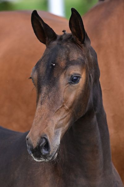 Design-K van Kattenheye Z