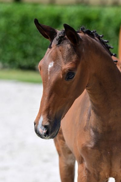campione-vdg-z campione-vdg-z