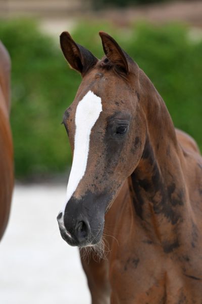 herbie-vant-koningsbos-z herbie-vant-koningsbos-z