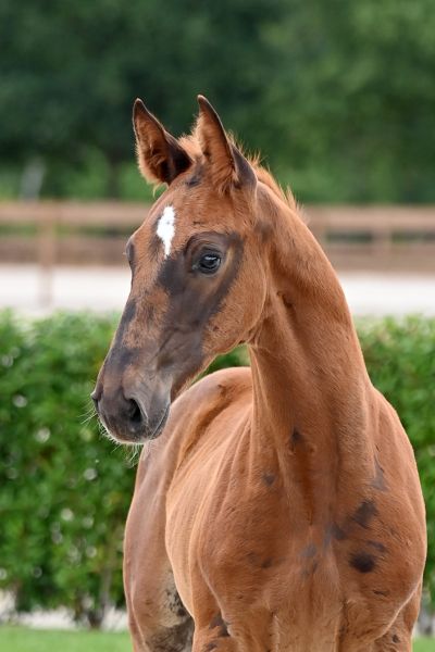 amadeus-van-het-hobos-z amadeus-van-het-hobos-z