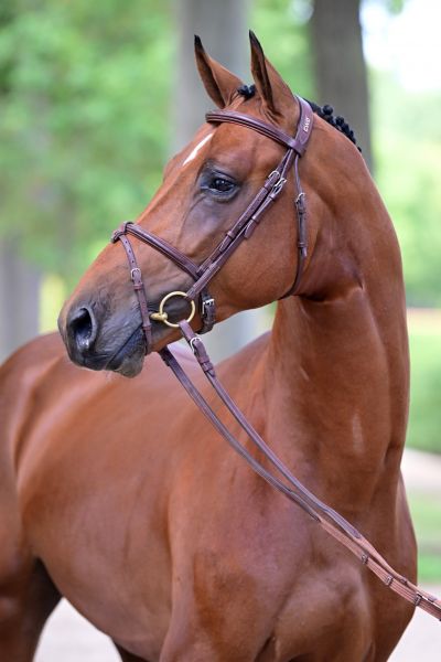 amore-vh-beeckhof-z-80 amore-vh-beeckhof-z-80