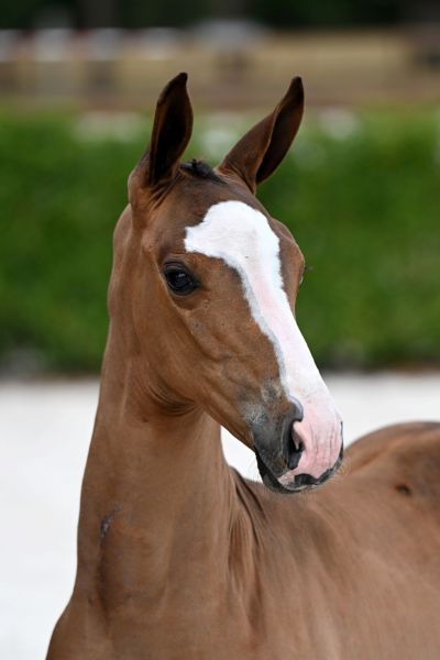 ambiorix-2000-z-hoofd-large ambiorix-2000-z-hoofd-large