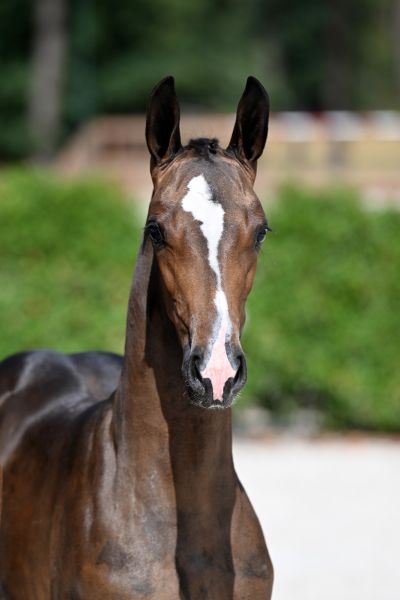 conchita-2000-z-2 conchita-2000-z-2