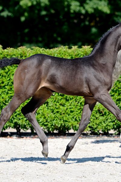 bellefleur-n-z-46 bellefleur-n-z-46