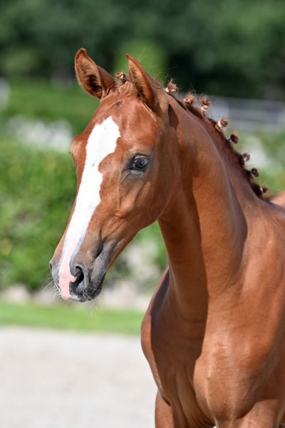 leon-de-levisto-z leon-de-levisto-z