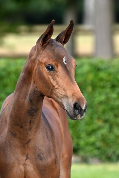 cuberdon-vant-vossenhof-z cuberdon-vant-vossenhof-z