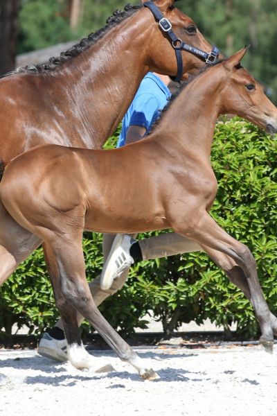 baloumore-ab-z-49 baloumore-ab-z-49