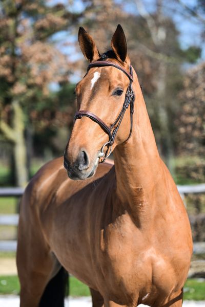 all-about-aganix-z-96 all-about-aganix-z-96