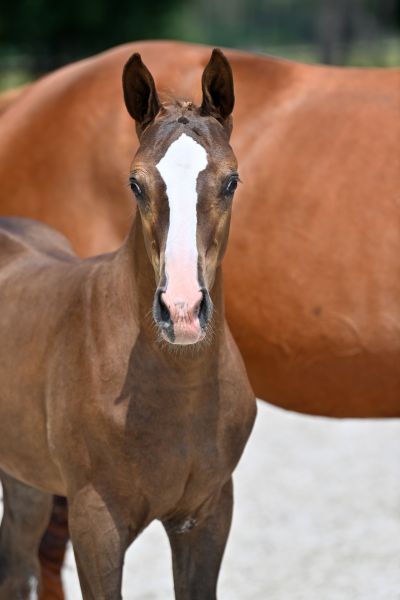 tiamo-van-inscha-z-80 tiamo-van-inscha-z-80