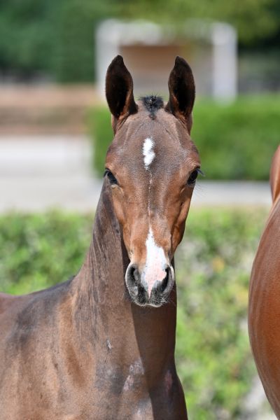 django-jeba-z-21 django-jeba-z-21