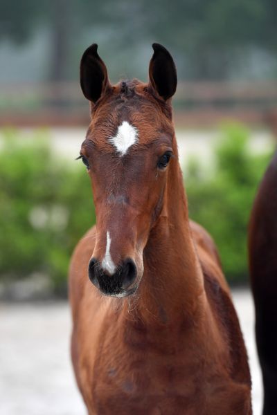 ardent-vd-begijnakker-z-73 ardent-vd-begijnakker-z-73