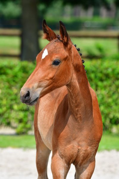 hatoucha-de-la-croix-renard-z hatoucha-de-la-croix-renard-z