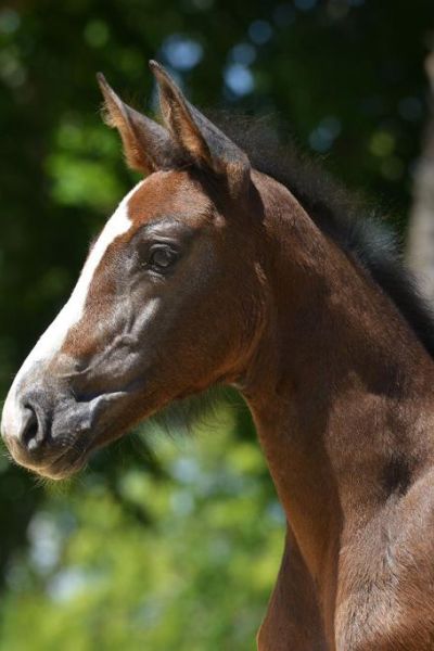 eden-rock-de-hus-z-46 eden-rock-de-hus-z-46