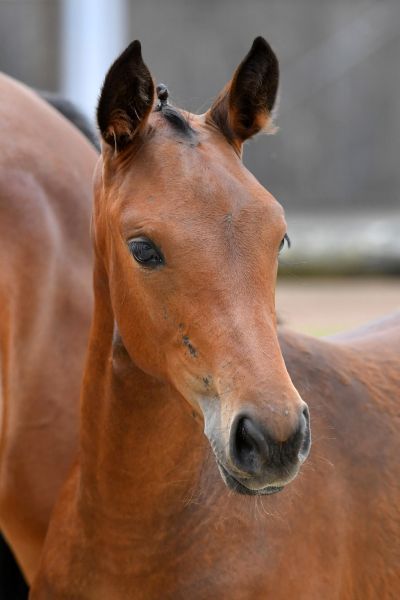 17-catilina-de-prevel-z6d76725-large 17-catilina-de-prevel-z6d76725-large