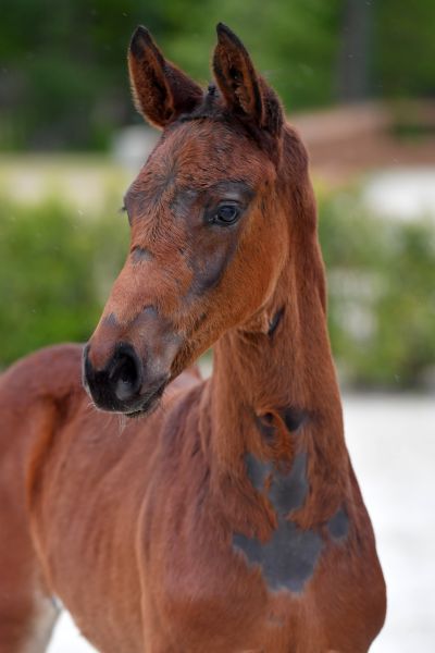 carat-van-de-molendreef-z-99 carat-van-de-molendreef-z-99