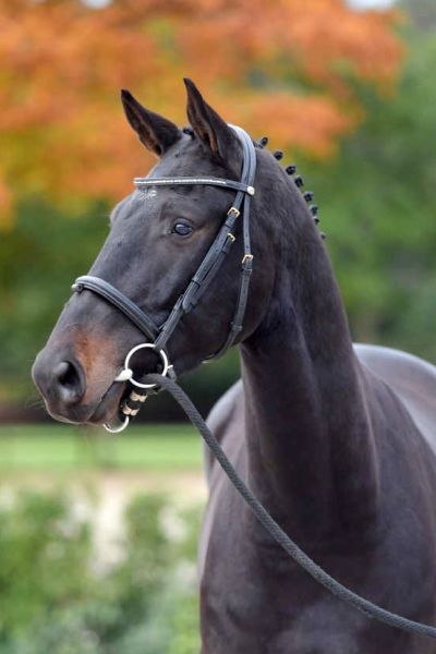 charlie-of-dalwhinnie-z-65 charlie-of-dalwhinnie-z-65