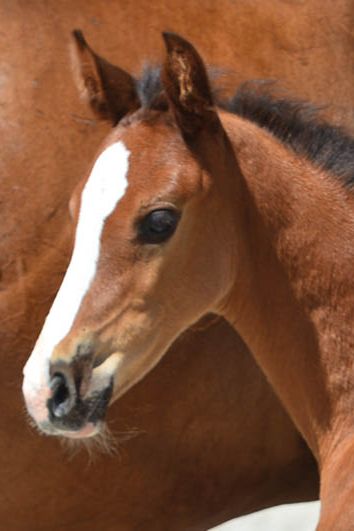 veulenskop2020website42 veulenskop2020website42