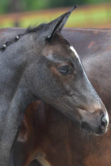 veulenskop2020website47 veulenskop2020website47