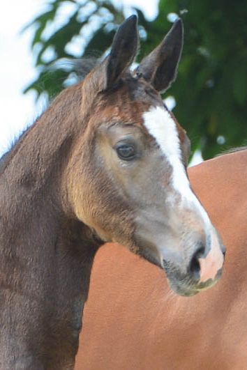 veulenskop2020website53 veulenskop2020website53