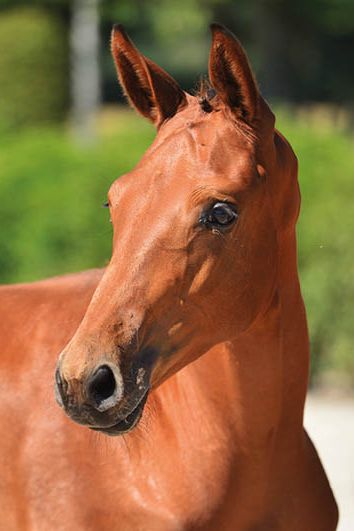 veulenskop2020website59 veulenskop2020website59