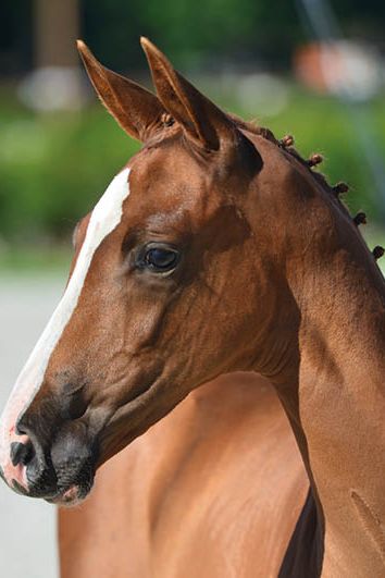 veulenskop2020website66 veulenskop2020website66