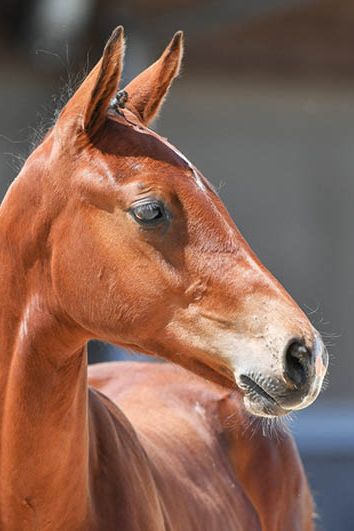 veulenskop2020website78 veulenskop2020website78