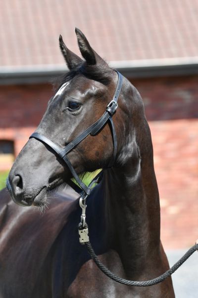 sheriif-vd-hunters-z sheriif-vd-hunters-z