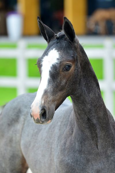 charme-2-large charme-2-large