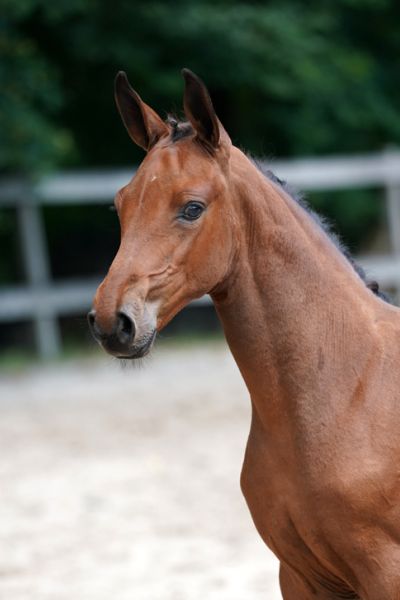 explosion-jt-z-2 explosion-jt-z-2