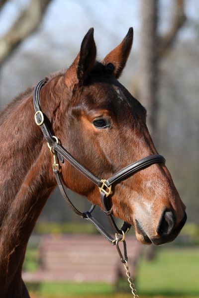 lg11281-hoofd lg11281-hoofd