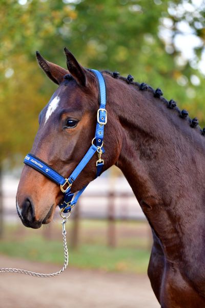 desiree-e-z desiree-e-z