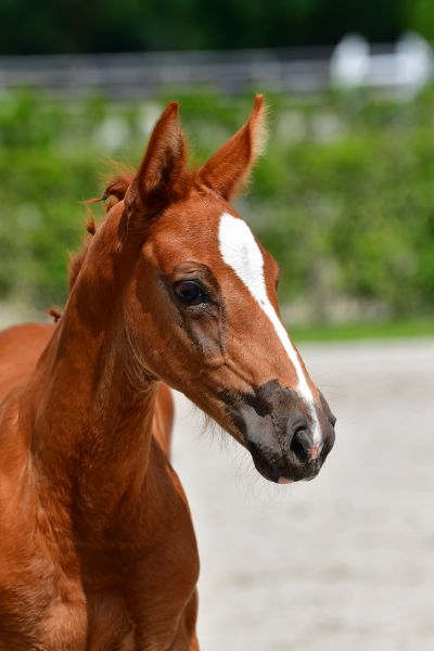 evolve-vd-braembeier-z-72 evolve-vd-braembeier-z-72