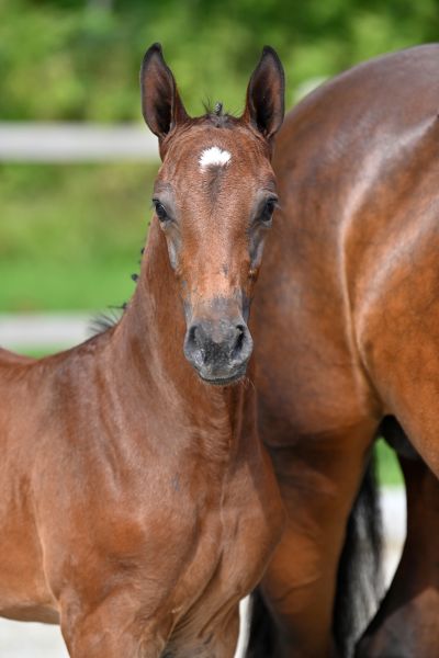 chapeaulora-z-0 chapeaulora-z-0