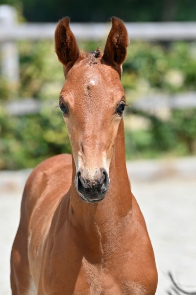 eastcoast-elmo-gp-z-22 eastcoast-elmo-gp-z-22