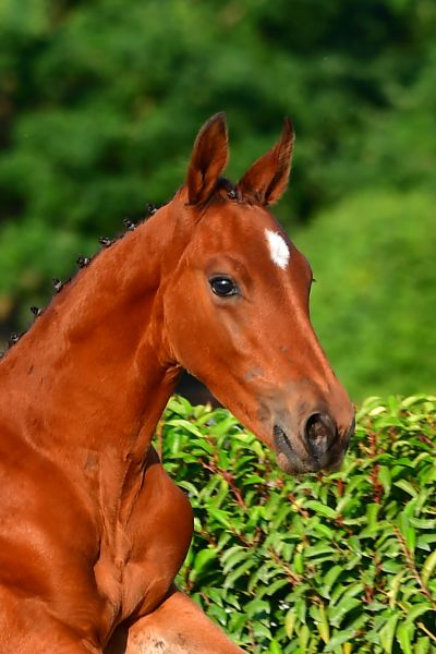 lespoir-de-la-vie-z lespoir-de-la-vie-z