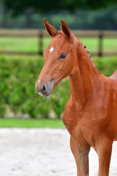 eureka-van-schuttershof-z-62 eureka-van-schuttershof-z-62