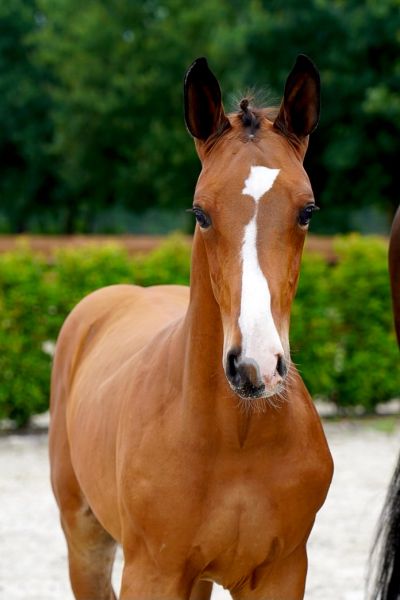 brillante-di-villagana-z-22 brillante-di-villagana-z-22