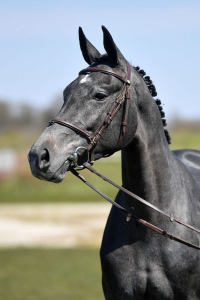 casper-z-53 casper-z-53