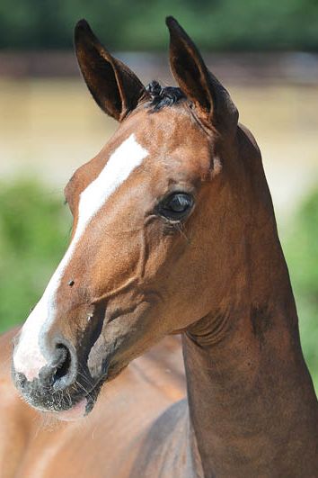 veulenskop2020website56 veulenskop2020website56