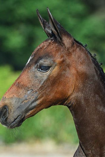 veulenskop2020website39 veulenskop2020website39