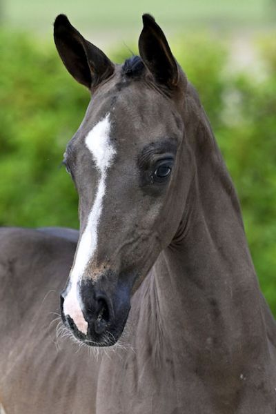 Codrus 2000 Z Codrus 2000 Z