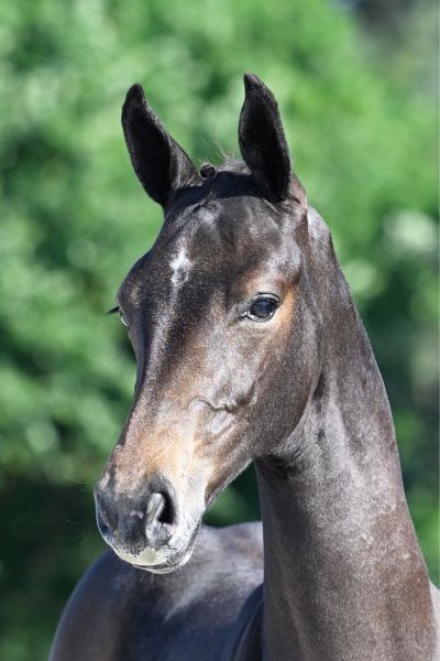 81 Triple Seven FD Z 81 Triple Seven FD Z