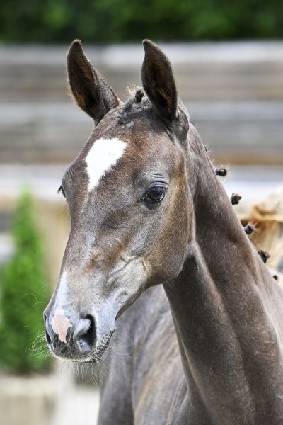 Qlassic Bois Margot x Taloubet Z Qlassibelle GHBC Z