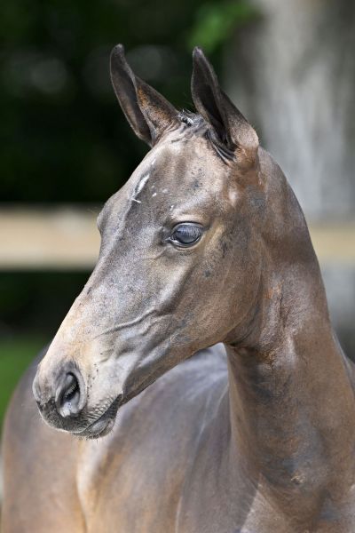 Chacco Blue x Kannan Chapsie Z