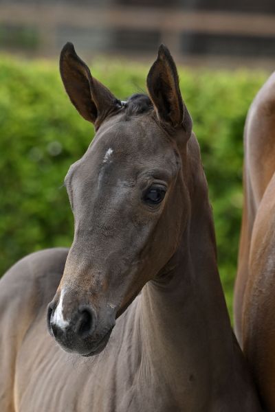 Dancing Queen BLE Z Dancing Queen BLE Z