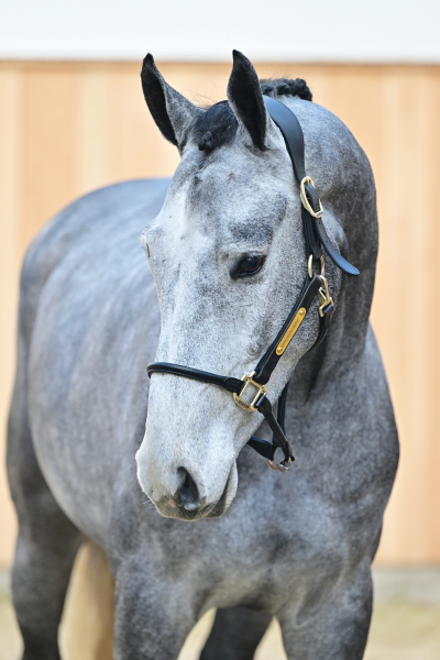 Cornet Obolensky x Chatman Corrupted 88R Z
