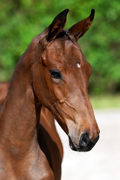 Dynamite Gold Leq Z Dynamite Gold Leq Z